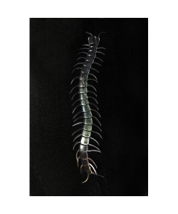 Karanlıkta Parlayan Fosforlu Kırkayak