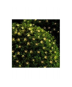 Solar Çiçekli Dekoratif 30 Led Bahçe Lambası