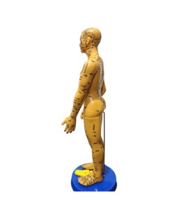 Akupunktur Eğitim İçin  İnsan Maketi